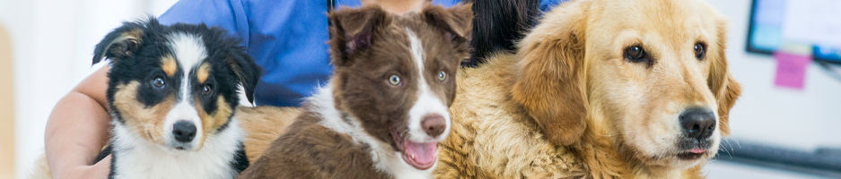 Animal Care, VETDSS - Three cute dogs